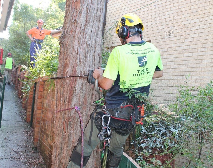 Tree Cutting Company Arborists Cherrybrook