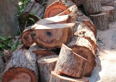 Tree Cutting Company Arborists Parramatta